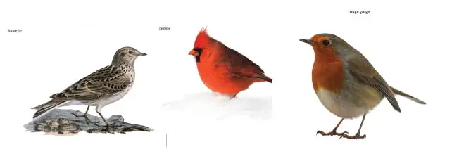 chant des oiseaux